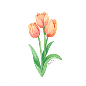 Tulips