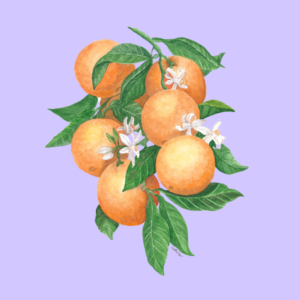 Oranges on Lilac